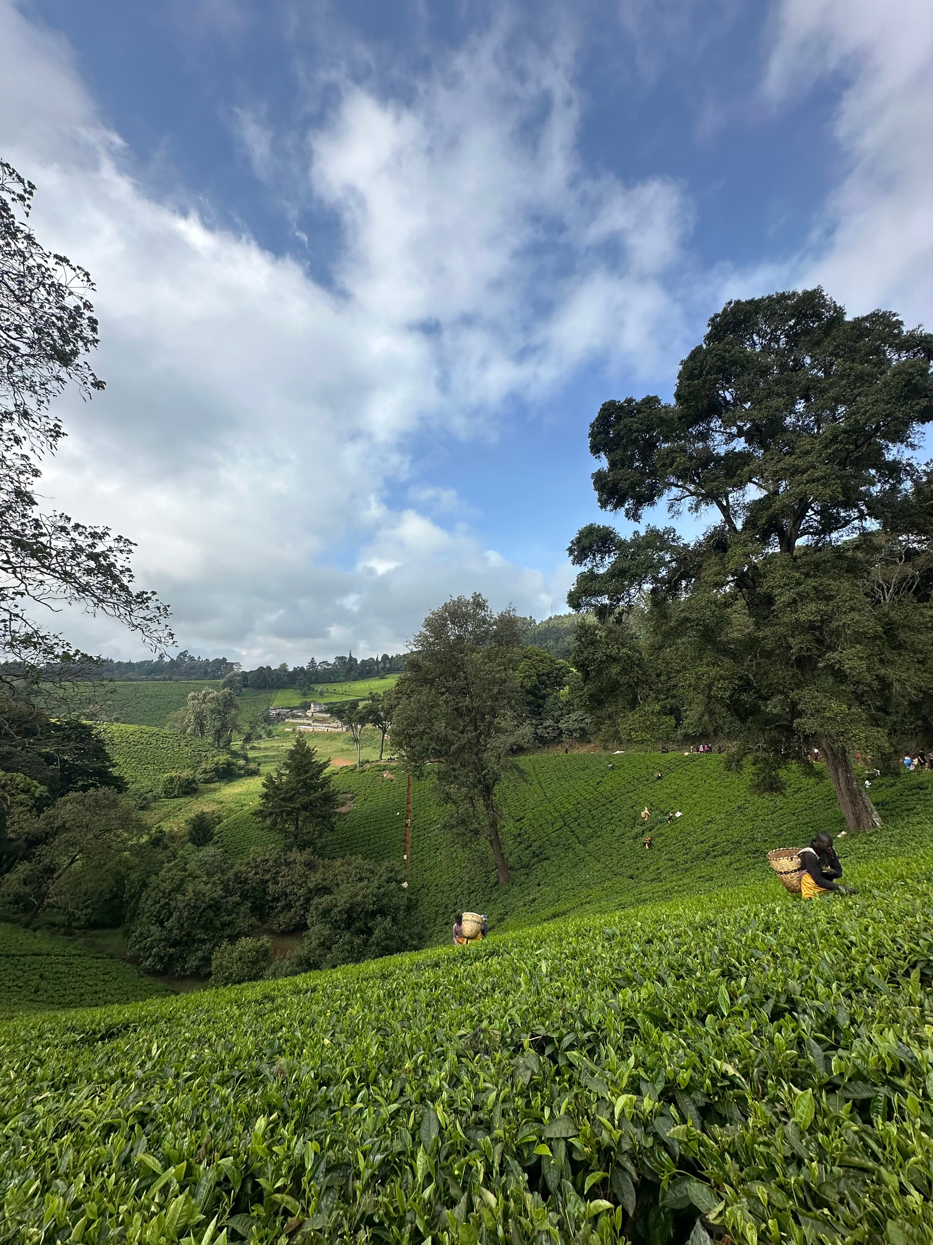 Tea hills outside Nairobi, Kenya